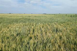 Cómo las nuevas tecnologías están ayudando ante la problemática por las malezas