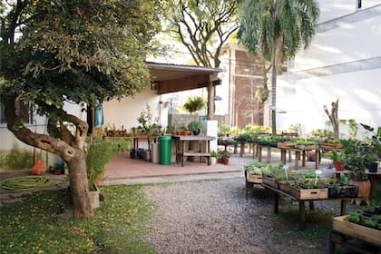 Raíz Madre en Devoto