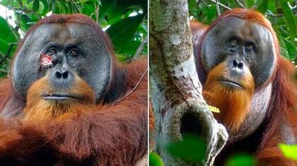 Rakus, el orangután macho de Sumatra (Pongo abelii) que sufrió una herida debajo de un ojo