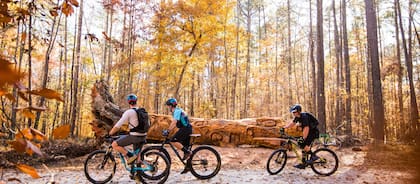 Raleigh es conocida como la City of Oaks (Ciudad de los Robles) porque sus calles están repletas de estos árboles