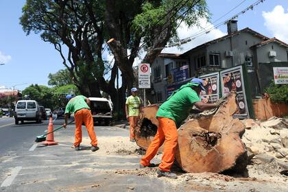 Raleo de tipas en Av. del Libertador