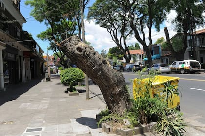 raleo de tipas en Av. del libertador a la altura de barrio Acassuso