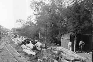 La Forestal, la firma inglesa que explotó los bosques de quebracho santafesinos
