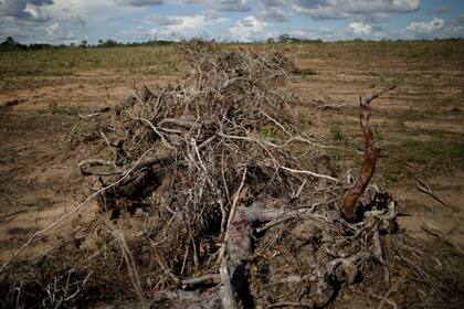 Ramas de árboles y raíces tras la desforestación en Palmeirante, Brasil