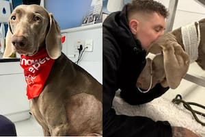 Rambo, un canino de raza weimaraner, entró en shock hipovolémico (Foto: Instagram: @jaxryderfeeley / GoFundMe)
