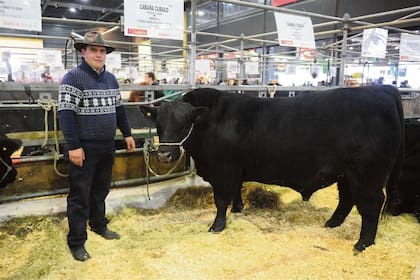 El toro Mbappé, de la raza Angus y presentado en la exposición rural de 2024, es otro de los éxitos del matrimonio Cavigliasso-Pertegarini, que incursiona en el agro y en la genética bovina.