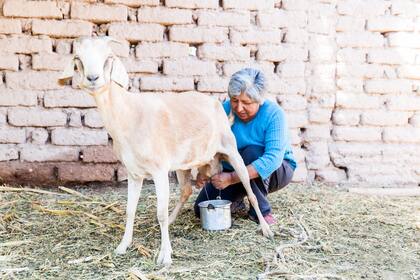 Ramona Sajama en pleno ordeñe de una de sus cabras.