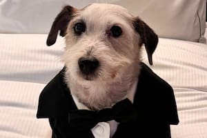 Ramoncito, el perro de Hernán Lirio, fue el invitado más esperado en la noche de los Martín Fierro