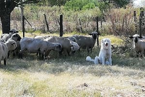 Su perro no regresó al corral con las ovejas y lo encontró haciendo algo sorprendente