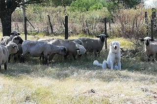 Su perro no regresó al corral con las ovejas y lo encontró haciendo algo sorprendente