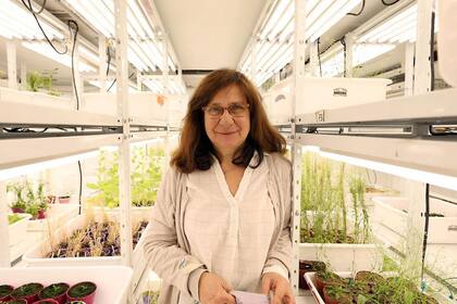 Raquel Chan es la investigadora que desarrolló el trigo y la soja HB4 tolerante a la sequía