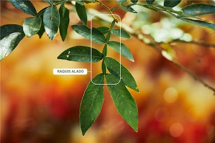 Raquis alado, lo que parecen varias hojas es en realidad una sola. Es una característica del Ingá.
Reserva Privada Punta Morán. Allí se pueden ver mariposas Bandera y hay árboles Ingá Uraguensis cuyas hojas sirven de alimento a la oruga.