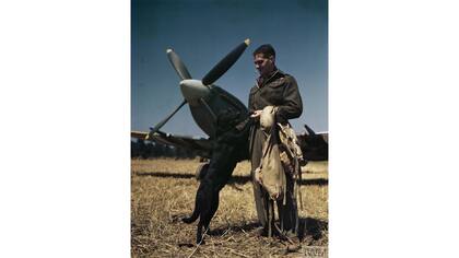 El piloto de combate con la mas alta calificacin de la RAF, el Wing Commander James 'Johnnie Johnson, con su perro Sally en el campo de aterrizaje Bazenville, Normanda, julio de 1944.