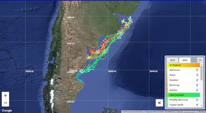 Rastreadores colocados en 20 pingüinos de Magallanes permiten seguir en tiempo real la migración invernal de cuatro colonias de las costas patagónicas