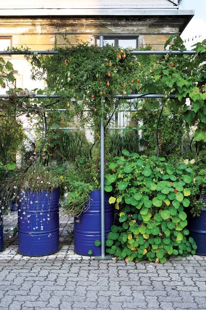 Rastreras y trepadoras nacen de tambores de aceite, un jardín urbano hecho con la colaboración del paisajista Stefano Baccari. 