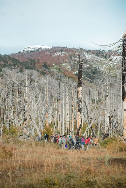 Rastros del bosque incendiado en 2013.