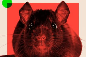 Ratas; BBC; BBC Mundo; sociedad; Roedores;