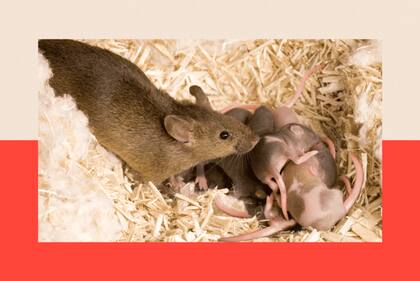 Las ratas no hibernan, por lo que el frío puede matarlas o provocar que produzcan menos crías, lo que ralentiza el crecimiento de su población.