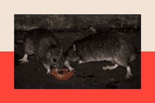 El riesgo del brote de hantavirus para la población es "absolutamente bajo", insiste la Oms