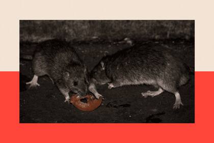 Las ratas proliferan en las ciudades, impulsadas por los contenedores de basura desbordados, la comida rápida y la densa vida urbana.