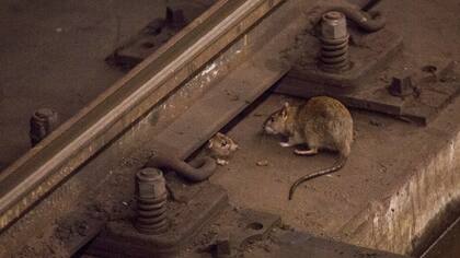 Ratas en las vías de la estación de subte de Union Square en Nueva York