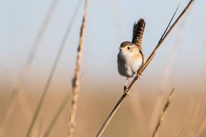 Ratona aperdizada en los pastizales del nuevo Parque Nacional Ansenuza.