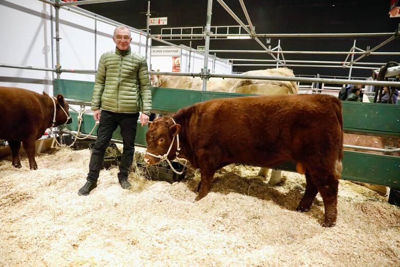 Devon: el regreso de una raza mansa, rústica y prometedora para la ganadería argentina