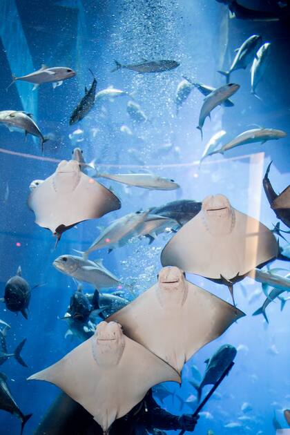 Rayas en el acuario del Dubai Mall.