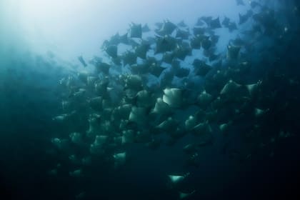 Rayas en el Mar de Cortéz, México