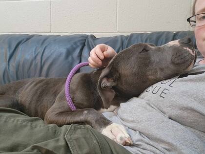 Raymond, de 3 años, se convirtió en uno de los favoritos entre los voluntarios del refugio.