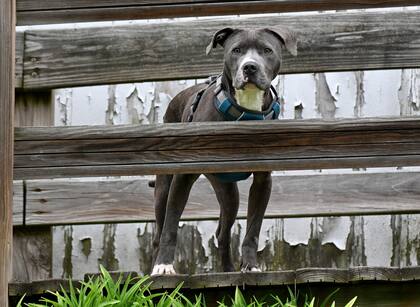 Raymond respondió de forma positiva al tratamiento.