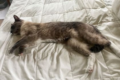 Rayne Beau estuvo perdido 60 días en un bosque y caminó casi 1.300 kilómetros hasta acercarse a su hogar