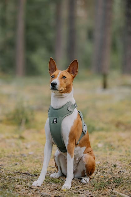Raza Basenji