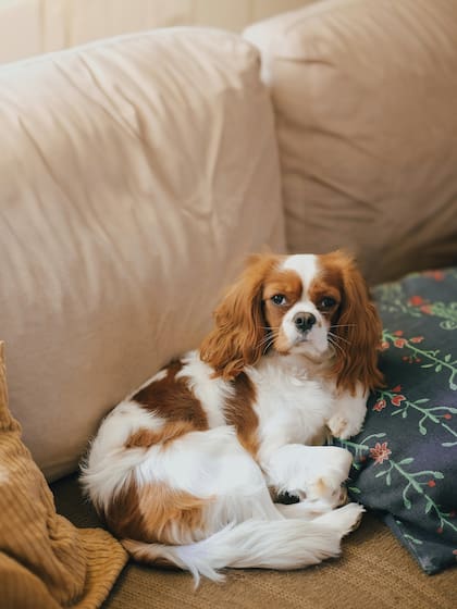 Raza Cavalier King Charles Spaniel