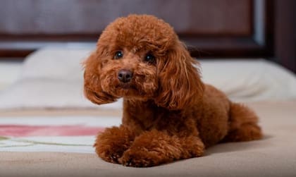 Razas como el Poodley Toy, el Chihuahua y el Brichón Frisé son muy dependientes de sus dueños
