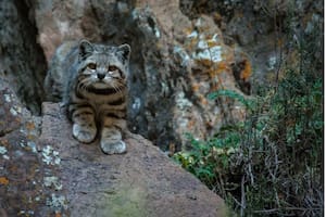 El “fantasma de los Andes” reaparece en Mendoza: un hallazgo que da esperanza a los científicos