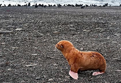 Rechazada: temen que el resto de la manada pase de ignorarla a empezar a dañarla, en cuyo caso sería rescatada para vivir en un acuario (East2West News)