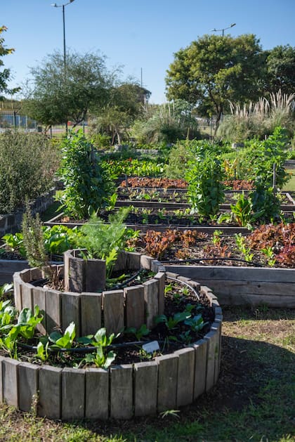 Reciben vecinos voluntarios para el cuidado de la huerta y la cosecha es donada a comedores de la zona