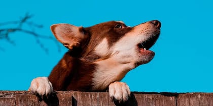 Recibieron reportes de eventos adversos relacionados con la salud de mascotas, principalmente perros