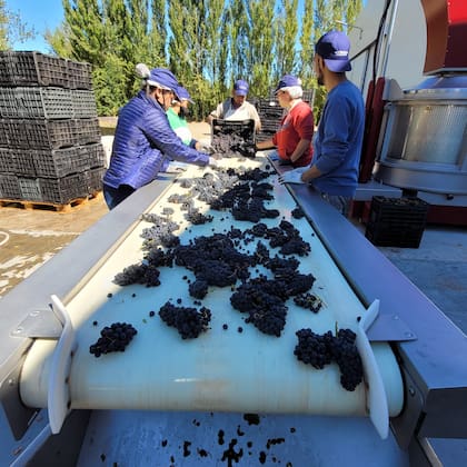 Recién en 2017 se llevó a cabo la primera vinificación y superaron las dudas respecto de la maduración de las uvas pese al clima adverso.