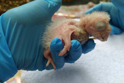 Recién nacido, uno de los guacamayos que rompió el cascarón hace unas pocas semnas