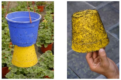 Recipientes cubiertos con aceite lubricante para que queden pegados los trips al acercarse.