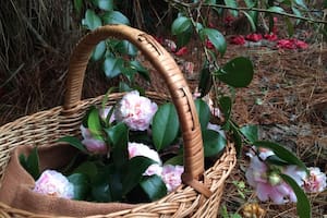 Todo lo que necesitás saber para cultivar camelias, las "reinas del invierno"