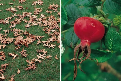 Recolectar hojas secas de roble para acidificar los canteros y no cortar los escaramujos (frutos) de los rosales, dos consejos para tener en cuenta en otoño.