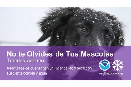 Recomendaciones de seguridad ante el descenso de temperatura: autoridades instan a proteger plantas, mascotas y prepararse para las heladas