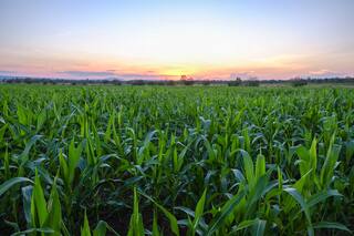 Maíz. Ajustar nutrición y densidad para elevar rindes