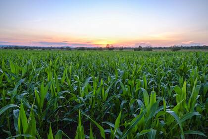La operatoria para la campaña gruesa se hará en función de los detalles de la normativa del Central