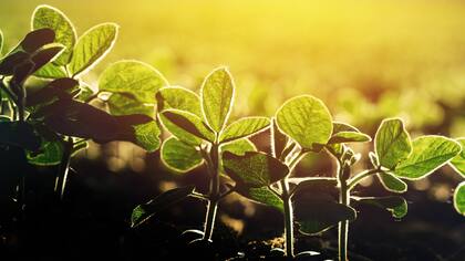 Recomiendan cuidados para el cultivo