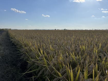Recomiendan el monitoreo del arroz