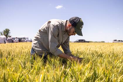 Recomiendan una diversificación para el cultivo